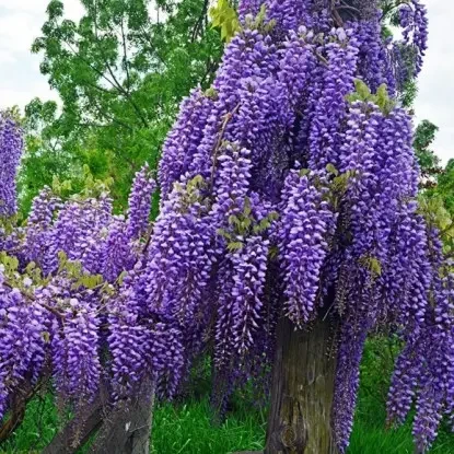 Саженцы глицинии Wisteria chinensis Eiyva в горшке 0,5 л - фото 1 Саженцы глицинии Wisteria chinensis Eiyva в горшке 0,5 л - фото 1