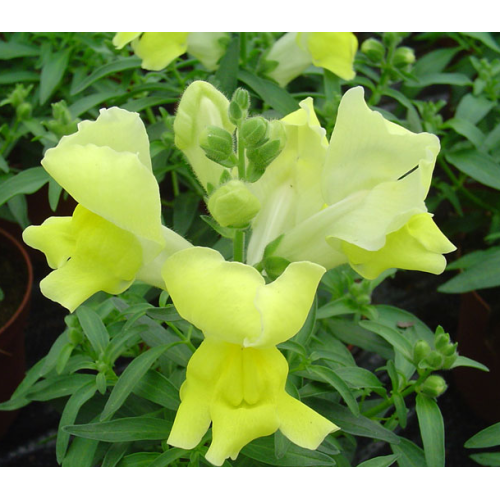 Семена цветов Hem Genetics Львиный зев Snappy Yellow 1000 шт. (BN09155)