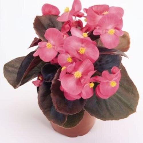 Семена цветов Бегония вечноцветущая Nightlife Deep Rose Benary 250 шт. (BN00455-2)