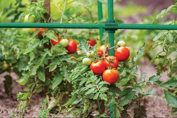 Кутовий з'єднувач для садових опор Bradas 11 мм 10 шт. - фото 2 Кутовий з'єднувач для садових опор Bradas 11 мм 10 шт. - фото 2