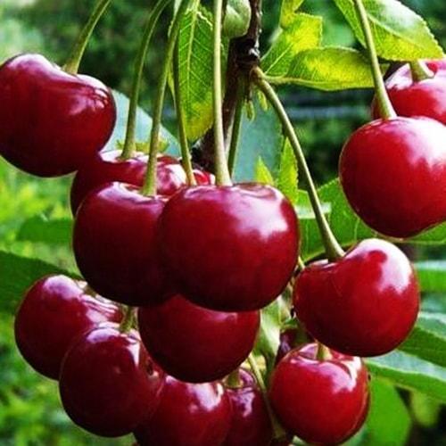 Саджанець Вишня Шпанка (47076)