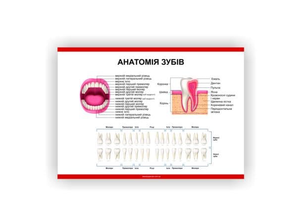 Плакат Vivay Анатомия зубов 60х40 см (25738365)