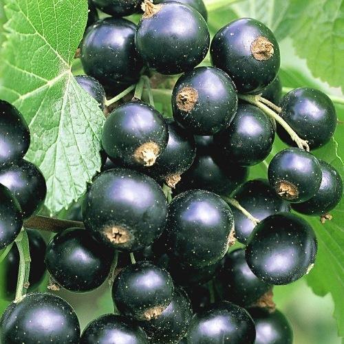 Саджанець чорної смородини Біг Бен рання (644544388)