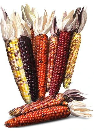 Семена кукурузы Giant indian corn 5 шт. (2148640329) - фото 2