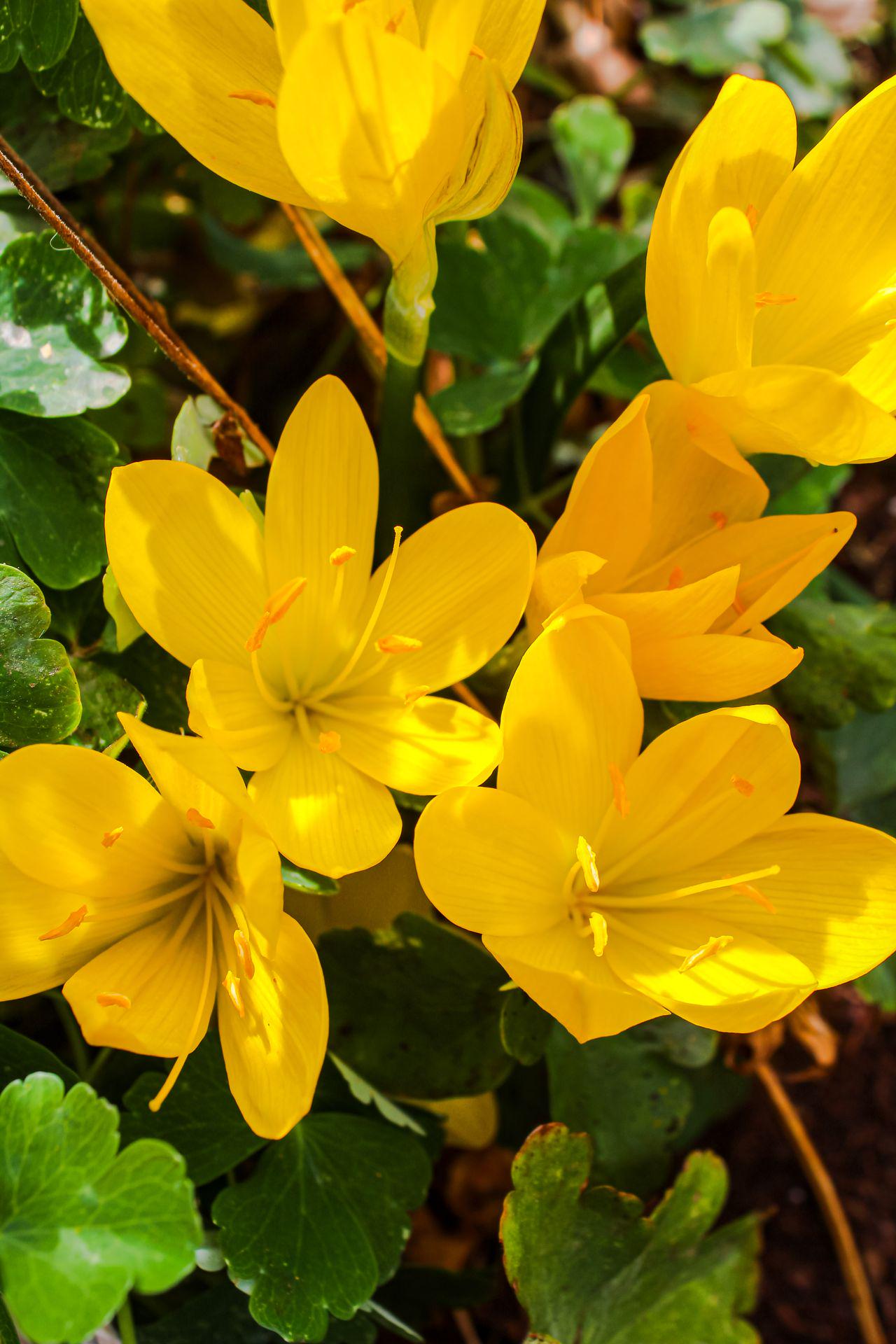 Крокус Golden Yellow 7/8 5 шт. (1469335381)