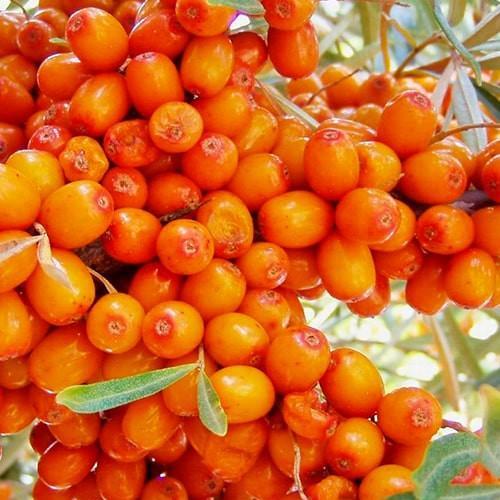 Саджанець Обліпиха Перлина хлопчик/дівчина комплект середній термін дозрівання 2 шт. (177151)