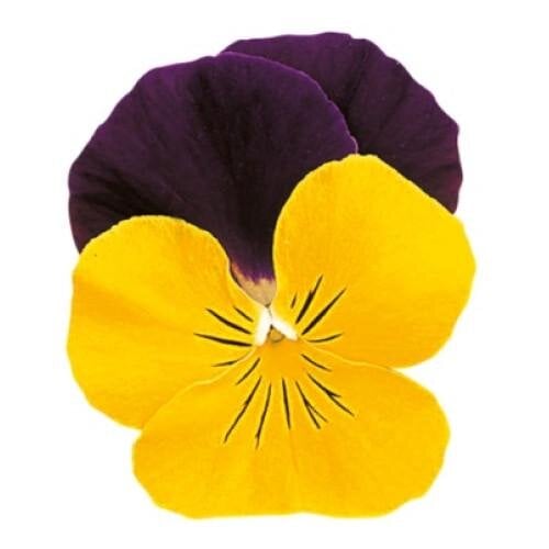 Семена цветов Виола рогатая Sakata Grandissimo Yellow Jump Up 25 шт. (BN07194-4)