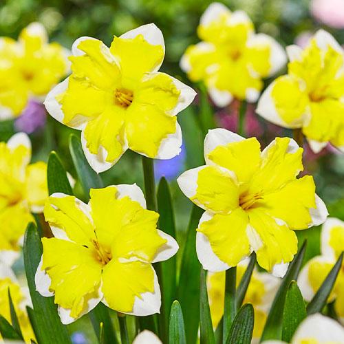 Нарцисс Florium Cassata (3656) - фото 2 Нарцисс Florium Cassata (3656) - фото 2