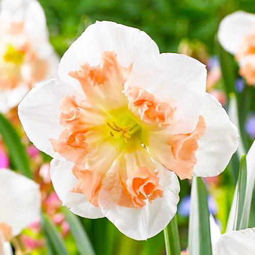 Нарцисс Florium Mallee (17871)