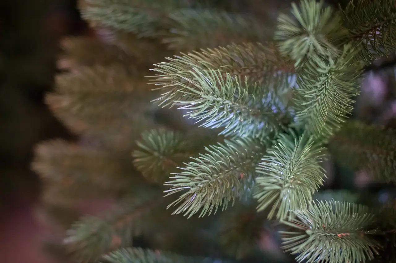 Искусственная елка литая Буковельская 1,8 м (12896654) - фото 4 Искусственная елка литая Буковельская 1,8 м (12896654) - фото 4