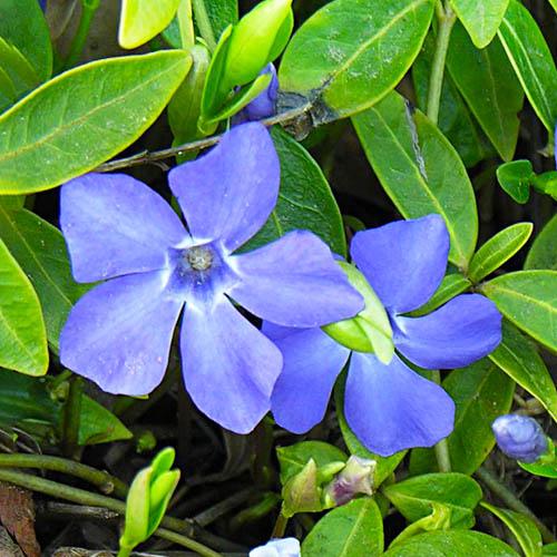 Барвинок Florium Deep Blue (15656)