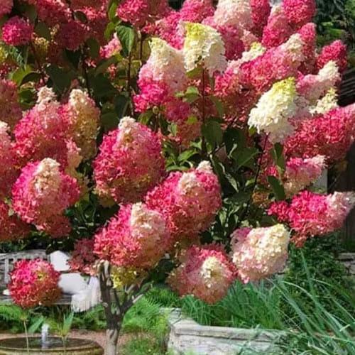 Гортензия метельчатая на штамбе Strawberry Blossom С3 высота штамба 50-70 см (184245)