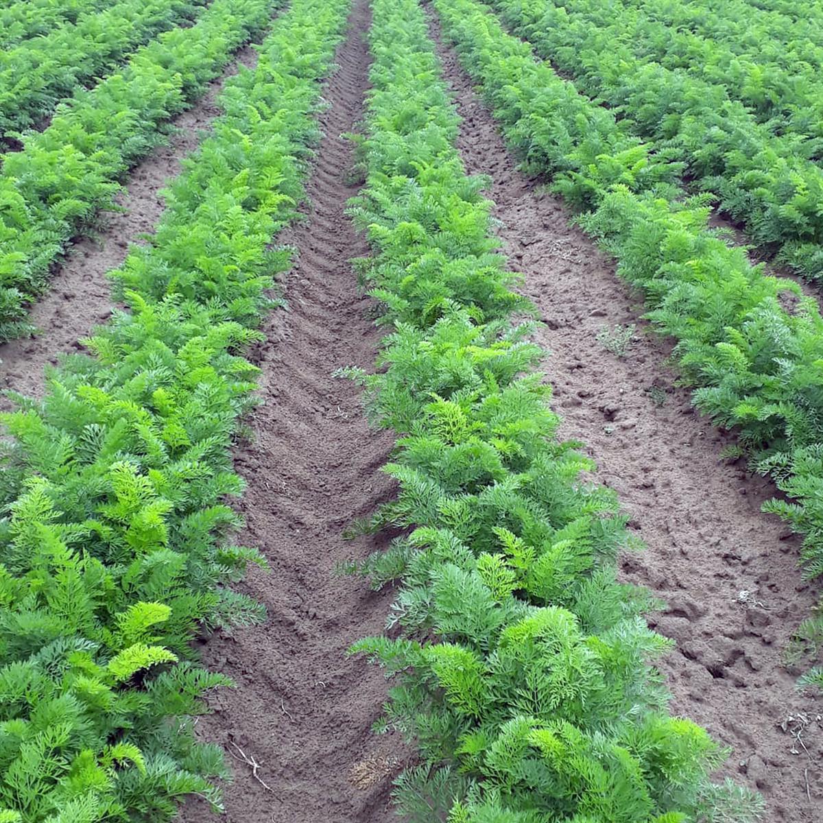 Насіння Cultiva Морква Абако F1 400 шт. (M1) - фото 3 Насіння Cultiva Морква Абако F1 400 шт. (M1) - фото 3