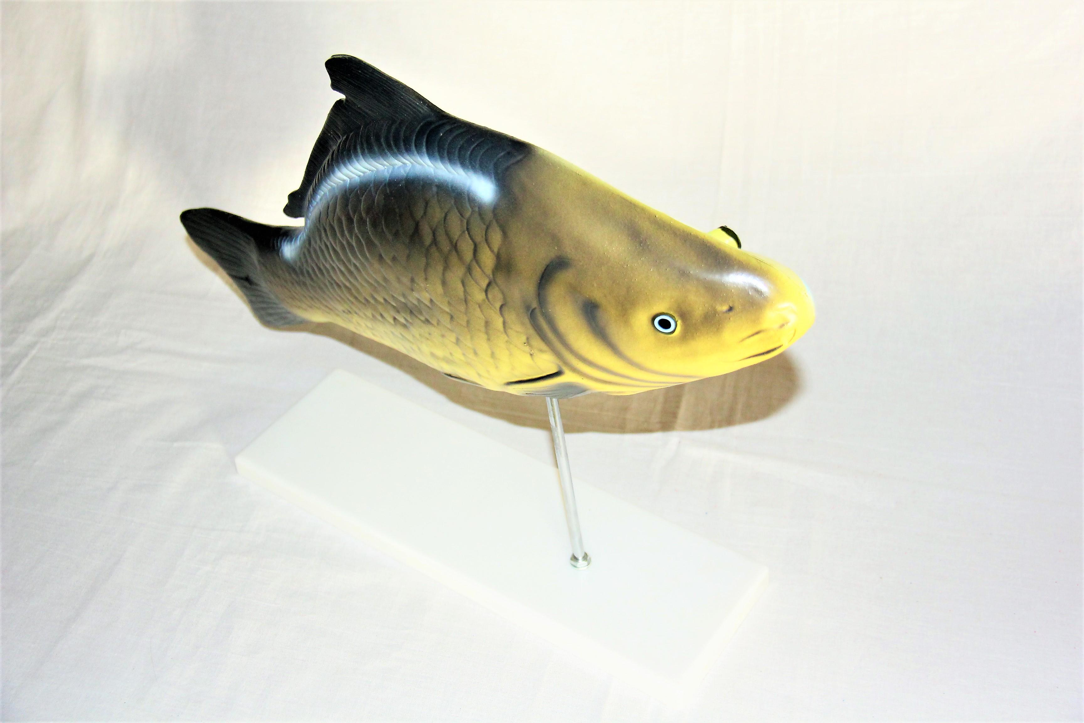 Макет Риба в розрізі Руді пластикова 47х10х29 см (Б009у) - фото 2 Макет Риба в розрізі Руді пластикова 47х10х29 см (Б009у) - фото 2