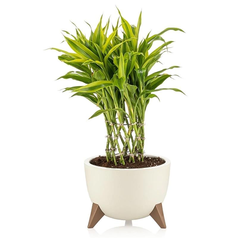 Горшок для цветов Serinova Ufo 10 л 2 шт. Кремовый - фото 6 Горшок для цветов Serinova Ufo 10 л 2 шт. Кремовый - фото 6