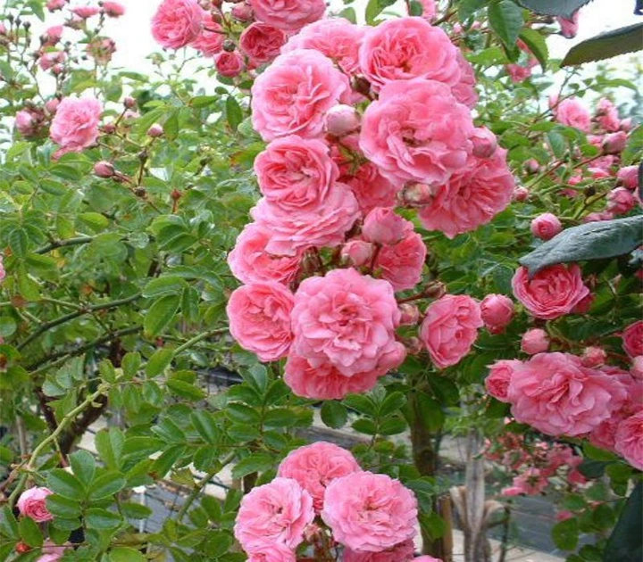 Троянда плетиста Chaplins Pink 1 шт. (623667ecf9e111e78e7e001b7804db10) Троянда плетиста Chaplins Pink 1 шт. (623667ecf9e111e78e7e001b7804db10)