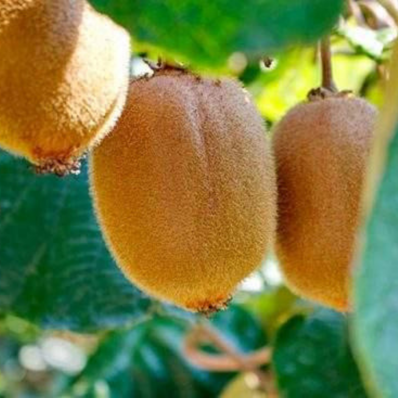 Саженец киви Соло средний самоопыляющийся морозостойкий (738001459) - фото 5 Саженец киви Соло средний самоопыляющийся морозостойкий (738001459) - фото 5