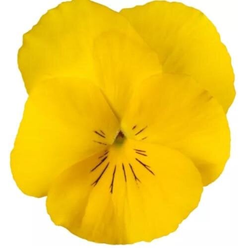 Семена цветов Виола рогатая Syngenta Wellspring Yellow 250 шт. (BN13515-2)