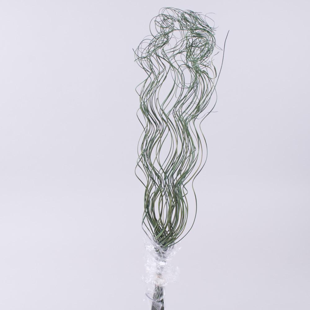 Сухоцвет ветки спиральки Зеленый (4561-3)