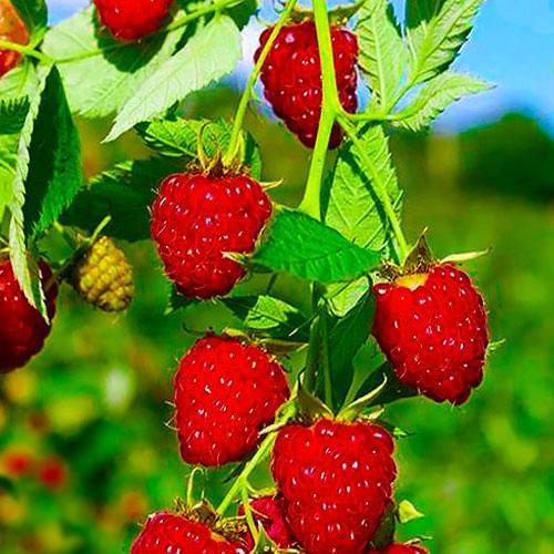 Сажанец Малина Гусар среднеранний срок созревания (38745)