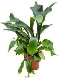 Папоротник комнатный Платицериум 12/40 см (2683789060) - фото 3 Папоротник комнатный Платицериум 12/40 см (2683789060) - фото 3