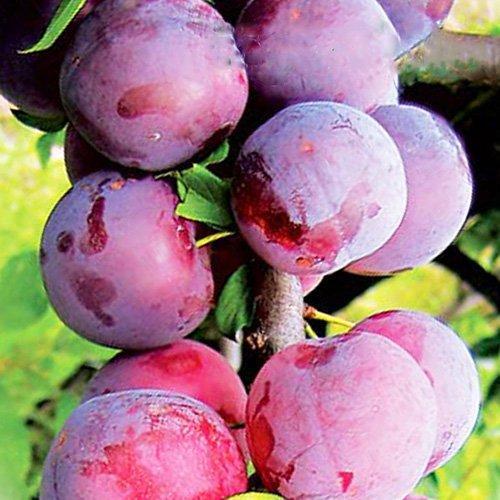Саженцы сливы колоновидной Рубин средняя/сладкая (1124920838)