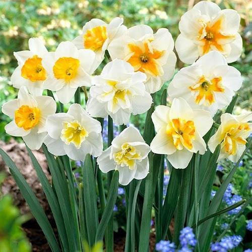 Нарцисс Florium Papillon Mix (9744)