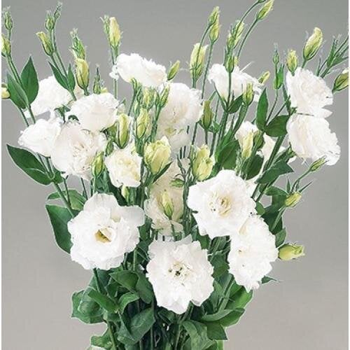 Семена цветов Эустома Лизиантус Super Magic Pure White Takii 10 шт. (BN08843-4)