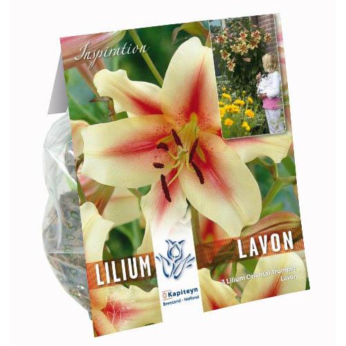 Лилия Florium Lavon (16679)