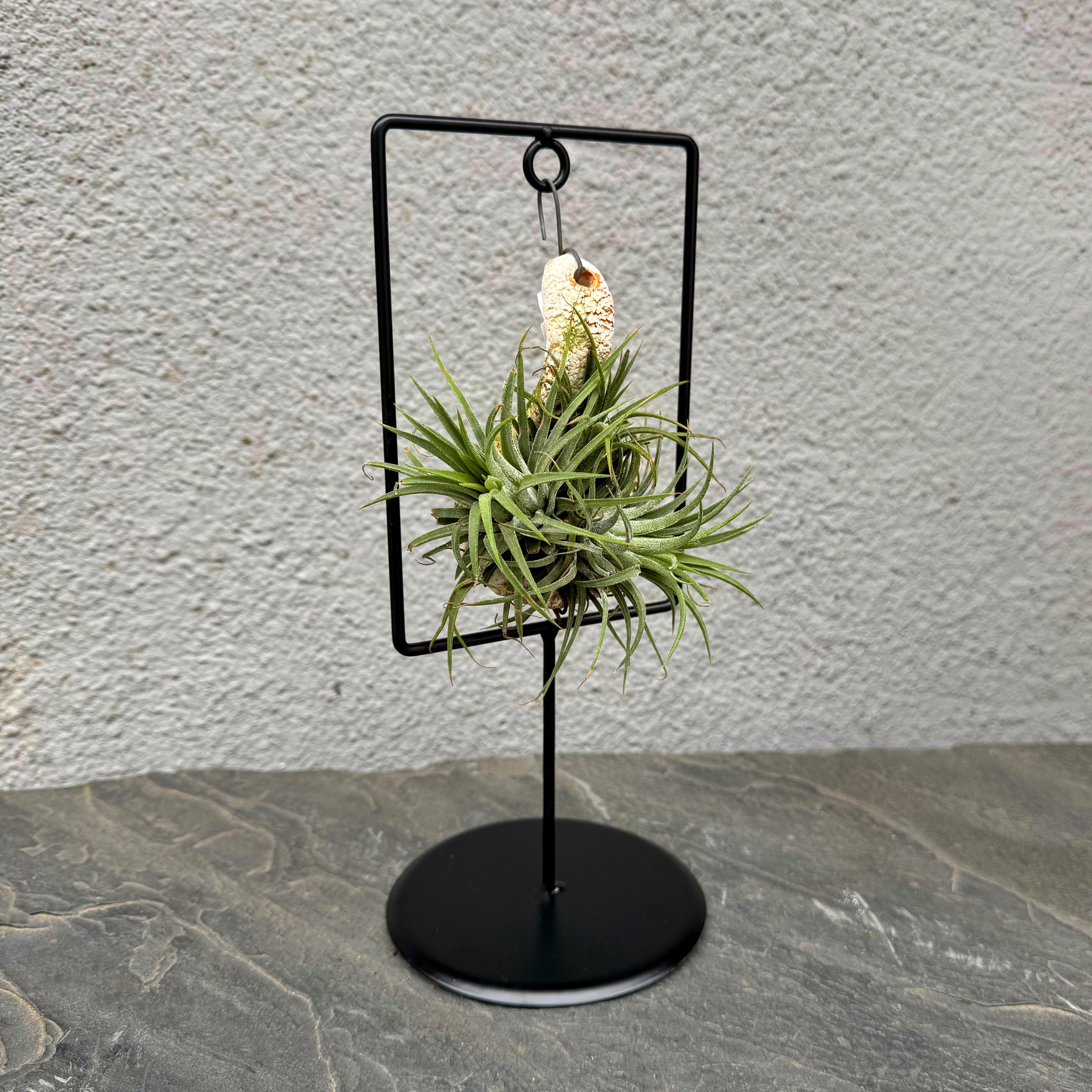 Тілландсія на підвісній основі 27 см