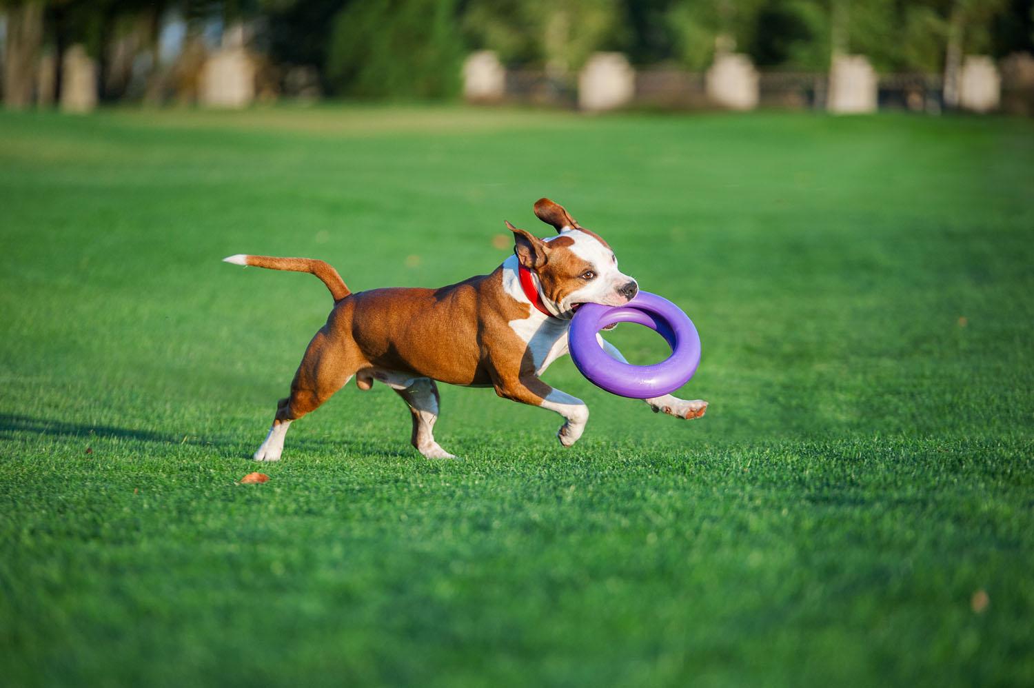 Тренировочный снаряд для собак Puller Maxi 30 см (6492) - фото 6