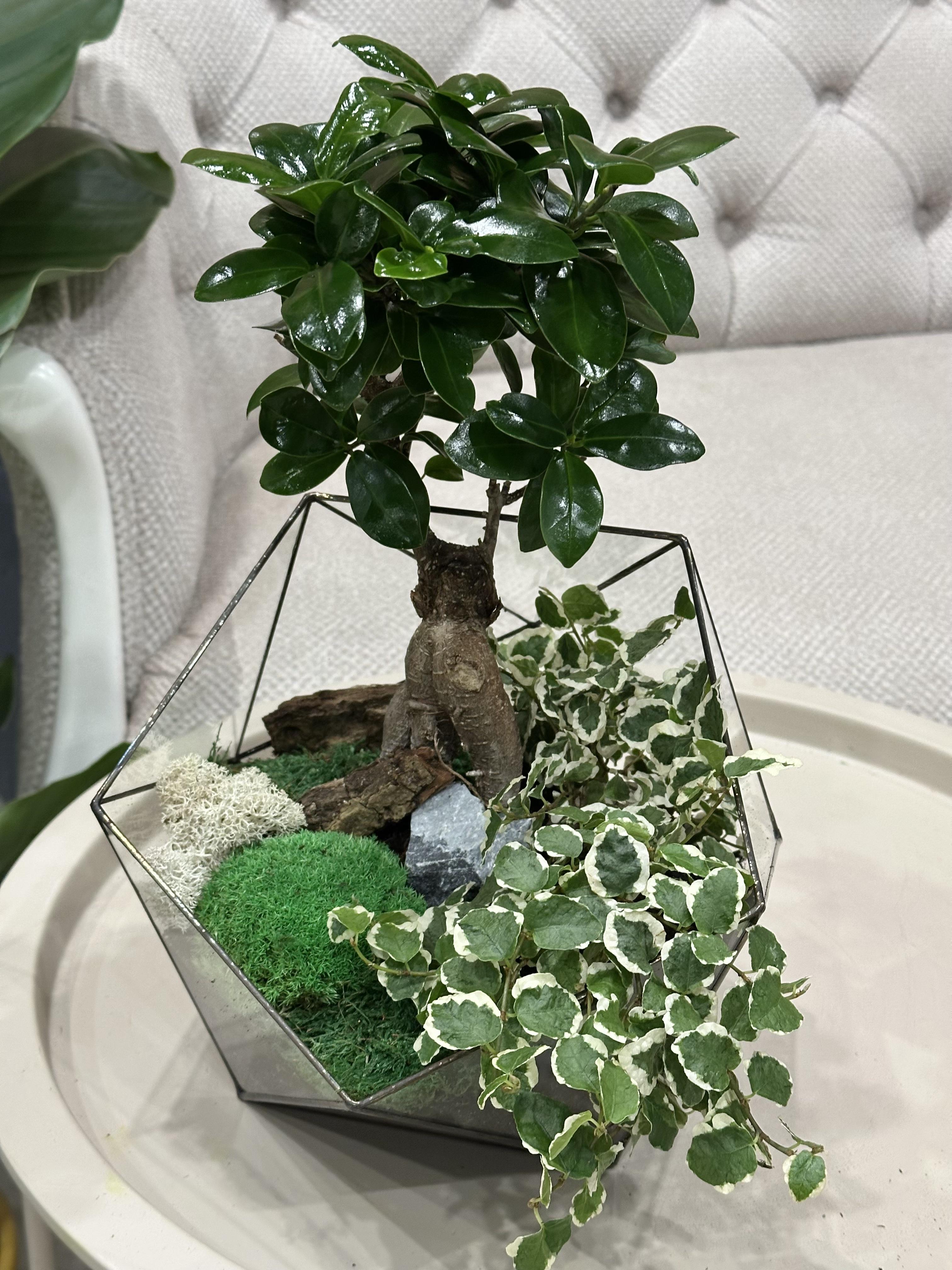 Флораріум з бонсаєм Тиша природи 30 см (31793714)