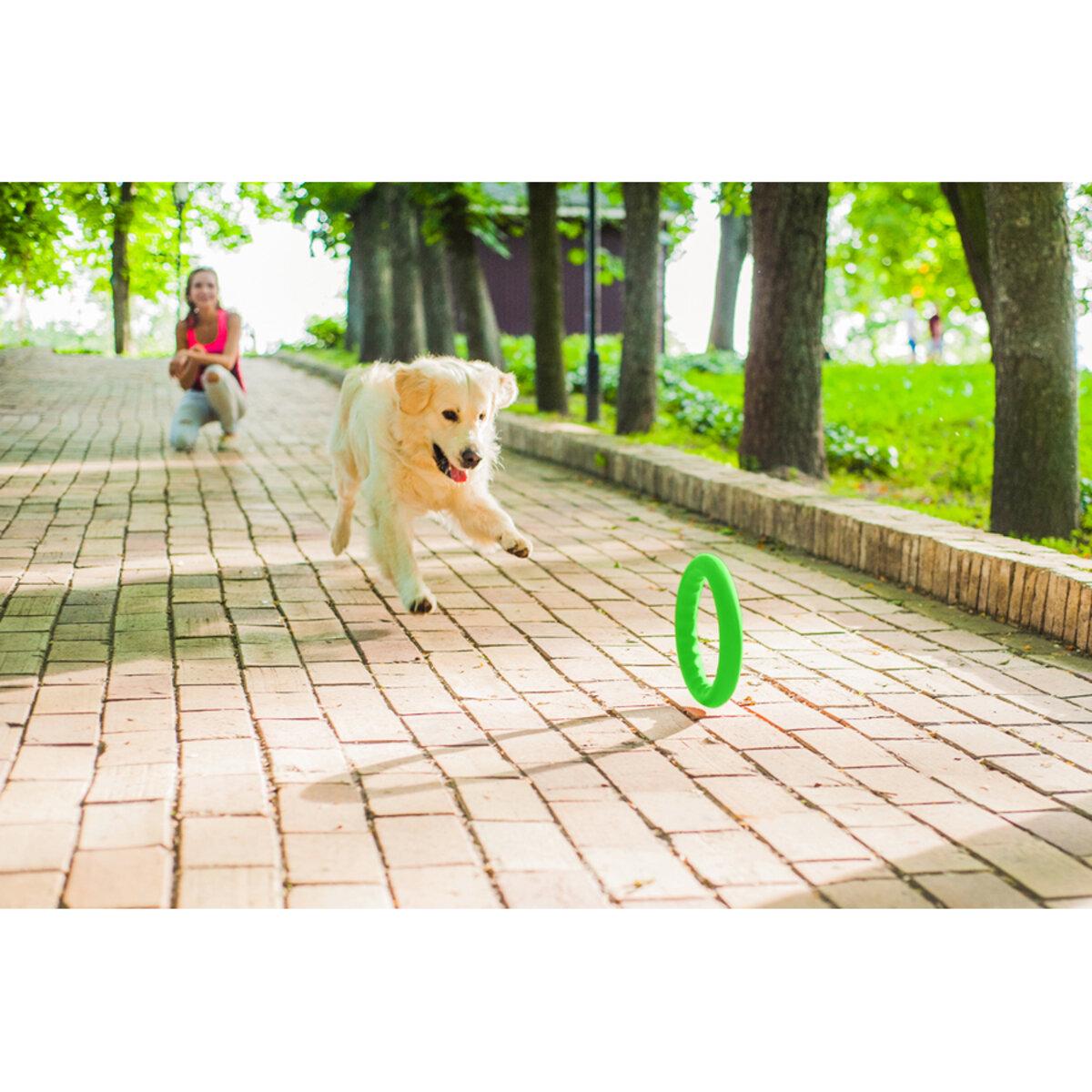 Кільце для апортировки PitchDog20 D 20 см Салатовий (25881167) - фото 4 Кільце для апортировки PitchDog20 D 20 см Салатовий (25881167) - фото 4