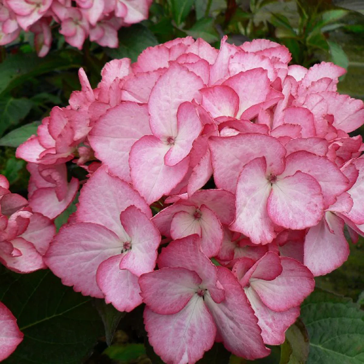 Саджанець гортензії крупнолистої Hydrangea macrophylla Salsa Р9 (1736846468) - фото 2