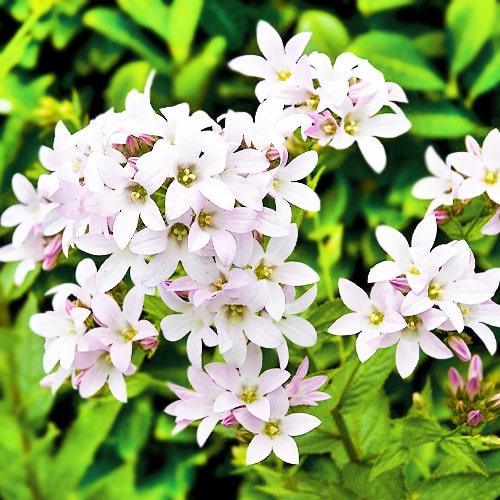 Кампанула Florium Loddon Anna (2815)
