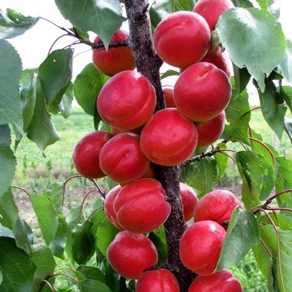 Саженец абрикоса Биг-Ред 2-летний (14965404)