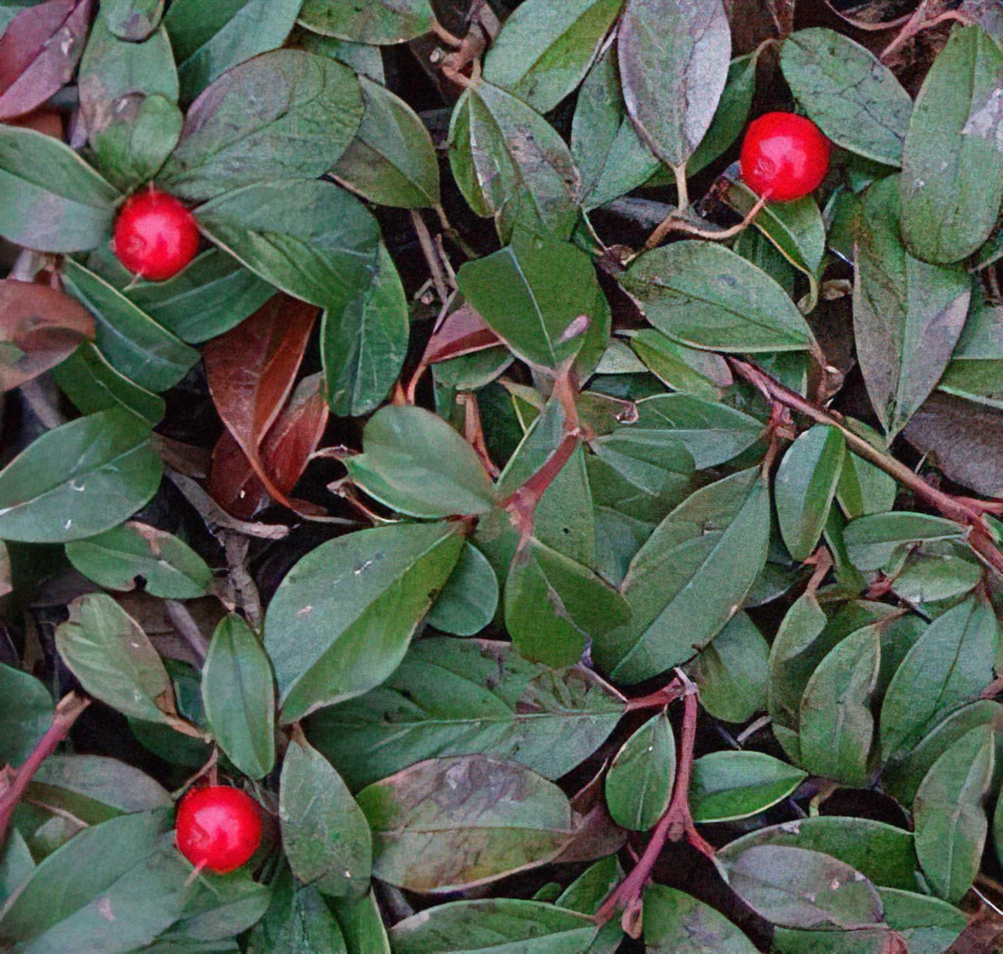 Саджанець Кизильник горизонтальний Даммера Майор Р9 (2-54) - фото 2