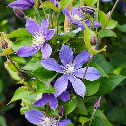 Клематис Arabella Florium - фото 2