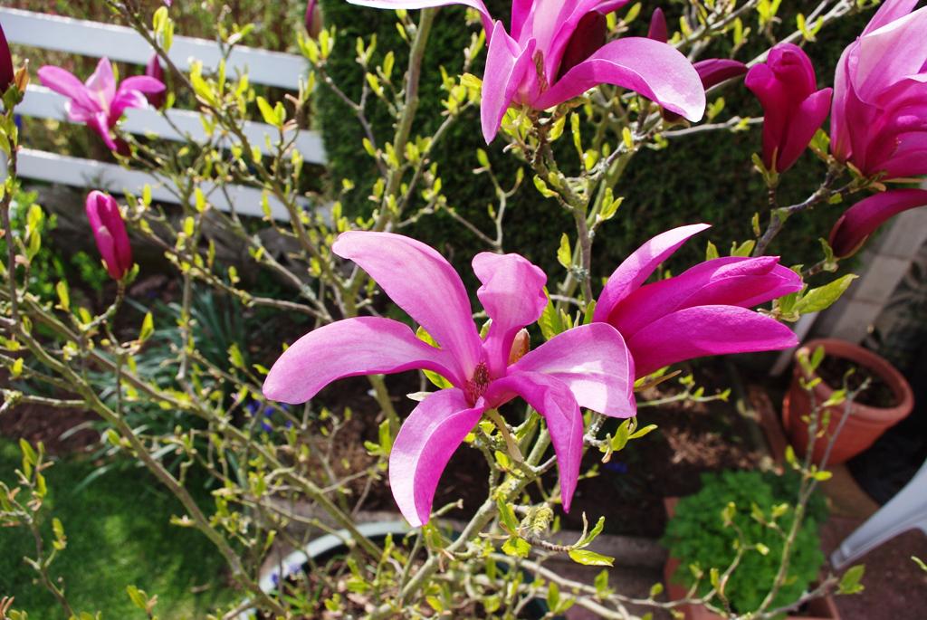 Саженец Магнолия гибридная Сюзан Magnolia hybrida Susan (38279635)