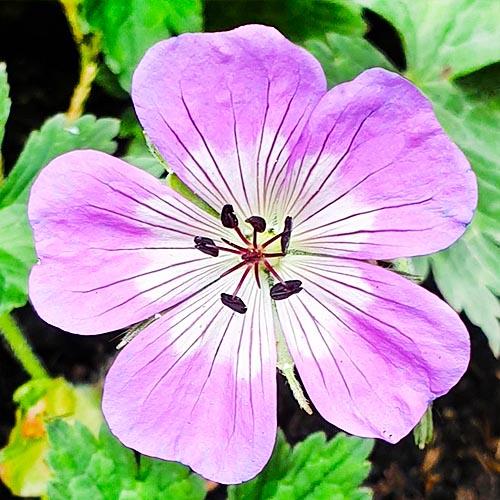 Герань Florium Bloom Time (17830)