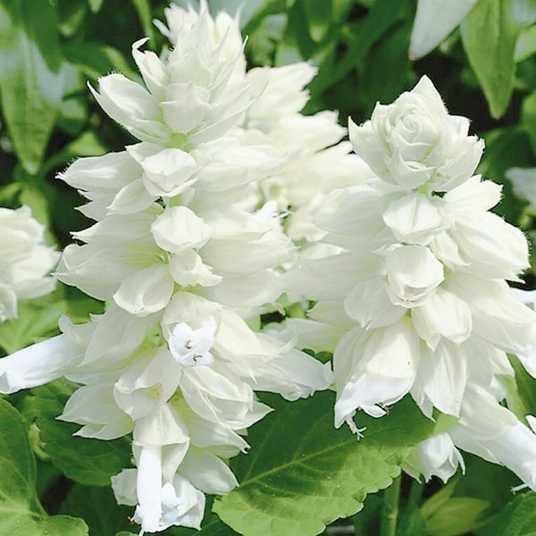 Насіння квітів Syngenta Сальвія блискуча Salsa White 1000 шт. (BN02433)