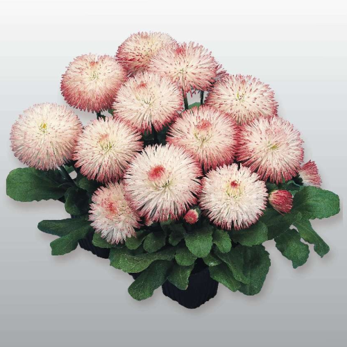 Семена цветов Benary Маргаритка Habanera Rose 1000 шт. (BN02924)