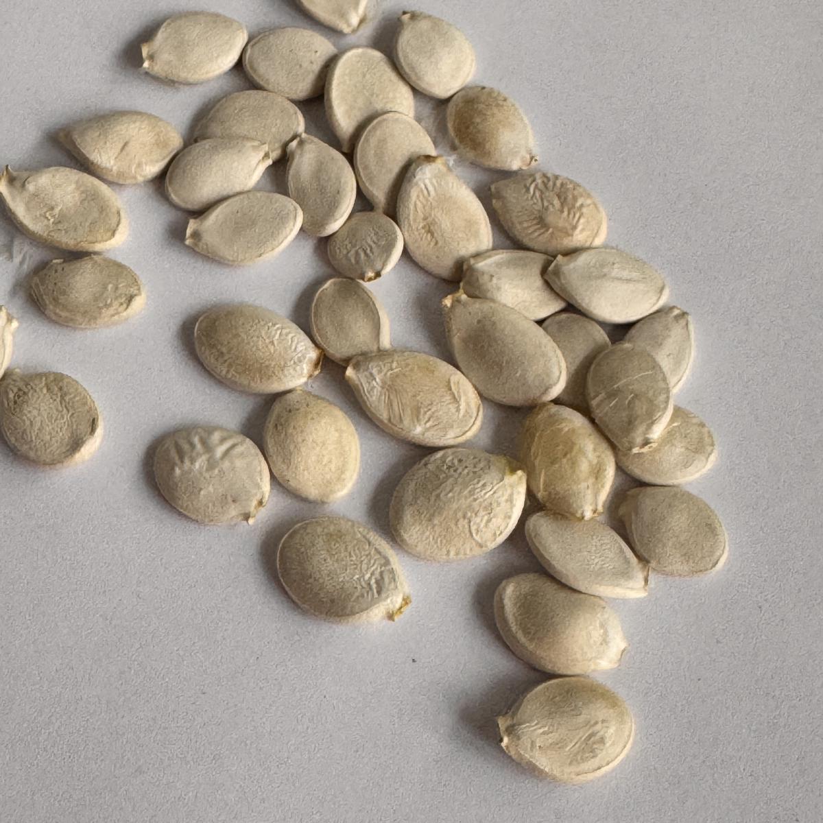 Семена Тыква мини Тюрбан для декора турецкий желудь декоративная 10 шт. - фото 6