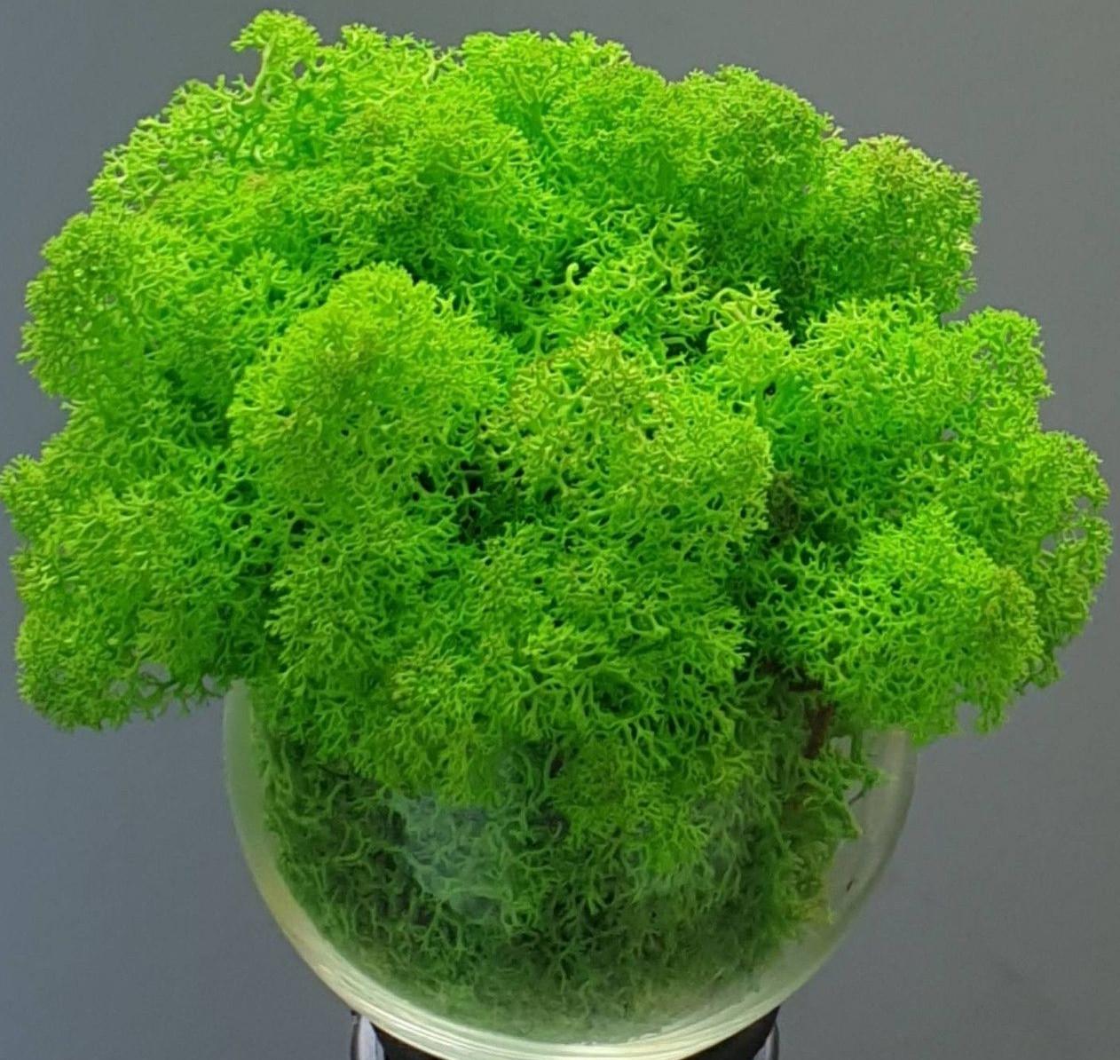 Стабилизированный мох ягель для декора Норвегия grass green light № 79 100 г (1684407398)
