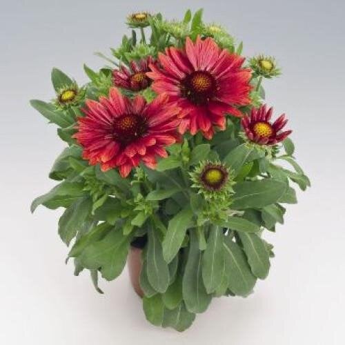 Семена цветов Гайлардия крупноцв Benary Arizona Red Shades 50 шт. (BN04272-3)