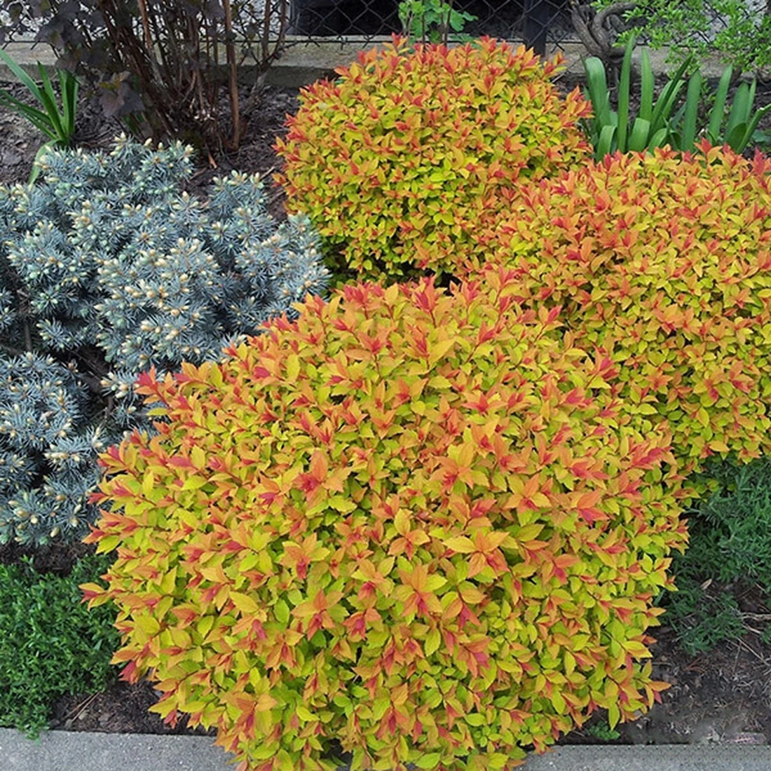 Саджанець спіреї японської Spiraea japonica Goldflame Р9 (1041577637) - фото 4 Саджанець спіреї японської Spiraea japonica Goldflame Р9 (1041577637) - фото 4