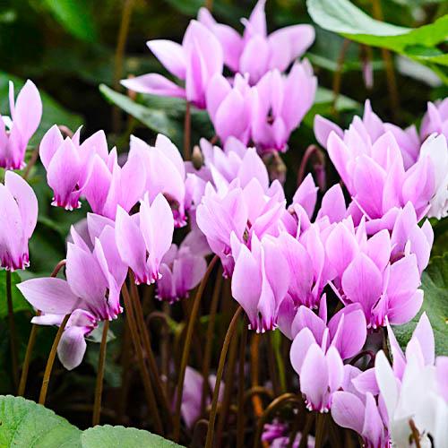 Цикламен Florium садовый Hederifolium (3731) - фото 3 Цикламен Florium садовый Hederifolium (3731) - фото 3