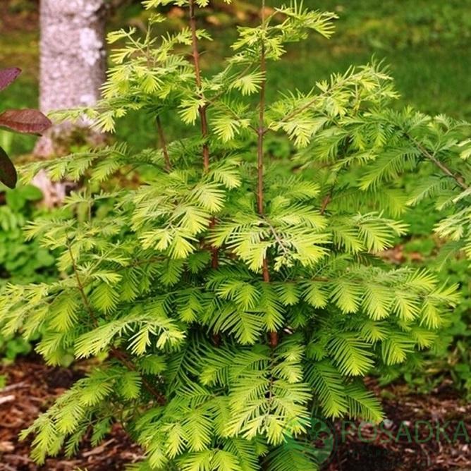 Метасеквойя найдавніша Balemala Metasequoia glyptostroboides 76-100 см (SW10214.1) - фото 4