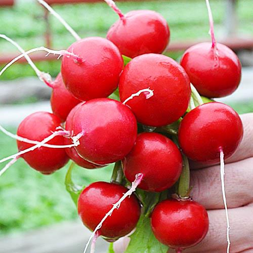 Семена Редис Florium Ірен F1 (10055)