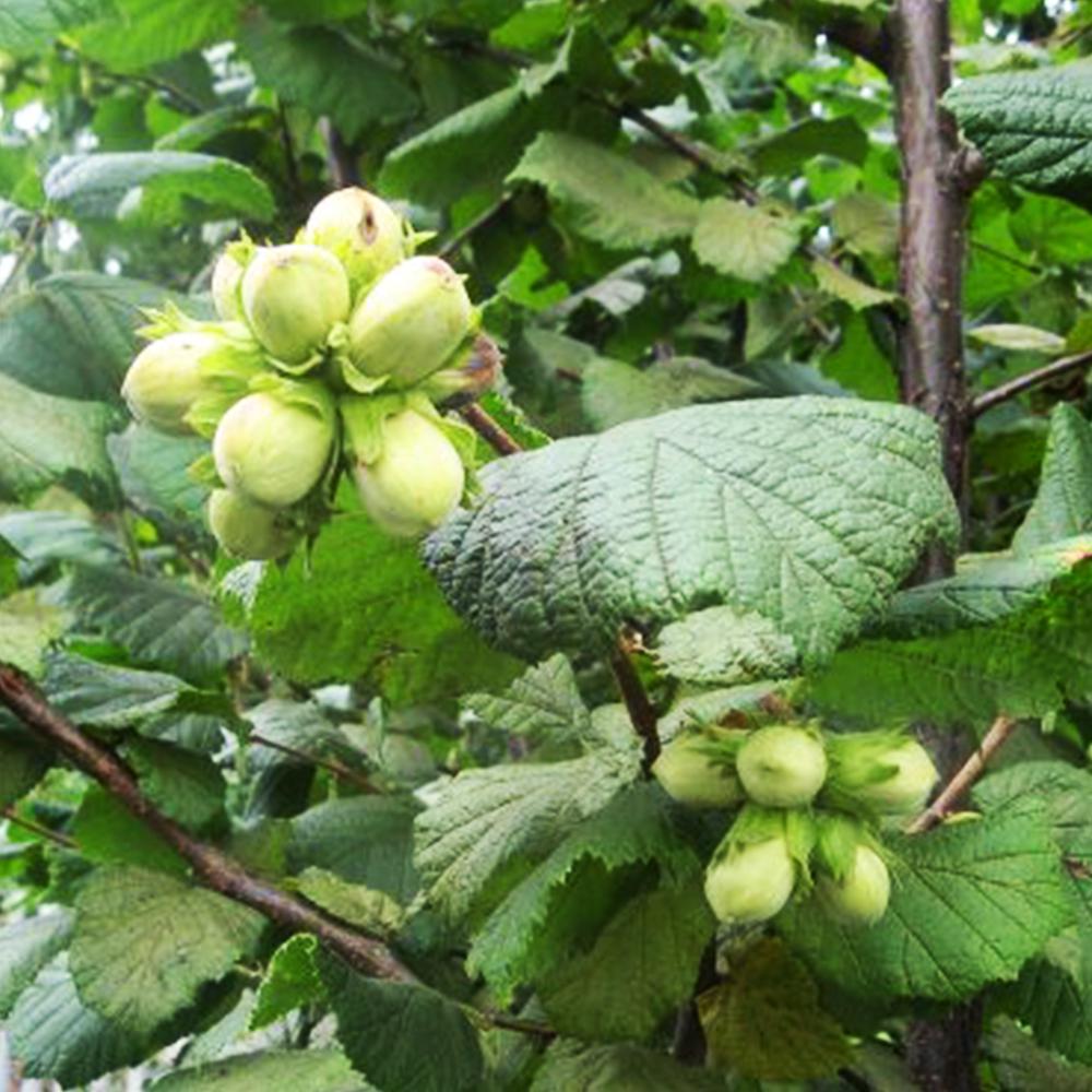 Саджанець фундука Бадіус сіянець 3-річний (14965142) Саджанець фундука Бадіус сіянець 3-річний (14965142)